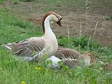 What are female geese called? Goose Wikipedia