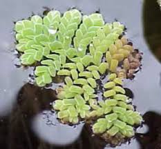 Image result for Azolla pinnata