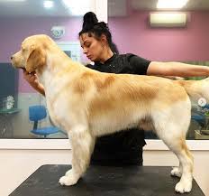 15 Best Golden Retriever Haircuts For Dog Lovers The Paws In 2020 Golden Retriever Haircut Dogs Golden Retriever Golden Retriever Puppy Beach