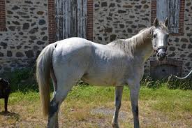 The sixth form have imprisoned the fourth form in their dormitory, i regret to say with a racehorse. Un Eleveur De Correze Vend Ses Chevaux De Course Le Magazine Des Encheres
