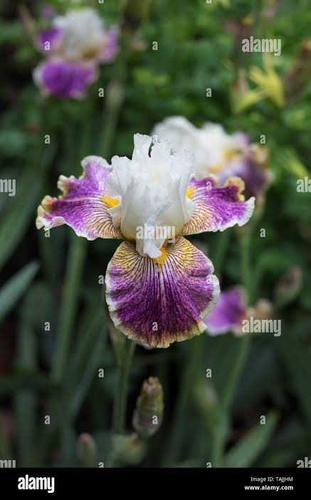 Sordid lives hi-res stock photography and images - Alamy