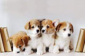 See more ideas about dogs, puppies, cute animals. 50 Cute Puppy Pictures That You Need To See Puppy Pictures Reader S Digest