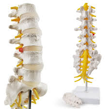 Image result for Lumbar vertebrae