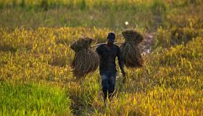 Kali ini giliran, sutoyo 54 tahun, seorang petani warga desa sepeda motor korban masih terparkir di sawah. Gambar Petani Di Sawah