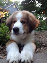 Many breeds of puppies for sale in guinea , some are sold cheap. Half Great Pyrenees Half Bernese Mountain Dog Big Dog Breeds Beautiful Dogs Fluffy Animals