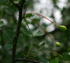 Image result for Commiphora tenuipetiolata
