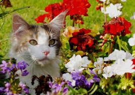 Happy and sleepy cats cartoon set. Plants Poisonous To Dogs Cats Top 15 Most Common Install It Direct