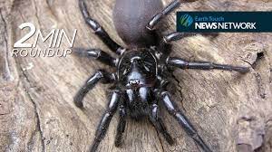 Catching Deadly Spiders Wolf Sized Otters A Gull Grabbing Shark Funnel Web Spider Sydney Funnel Web Spider Spider