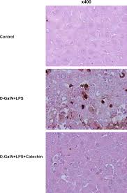 Catechin derivatives: Specific inhibitor for caspases-3, 7 and 2, and the  prevention of apoptosis at the cell and animal levels