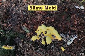 Ive had this plant for 5+years and never seen this before. What S That Slimy Blob Slime Mold University Of Illinois Extension