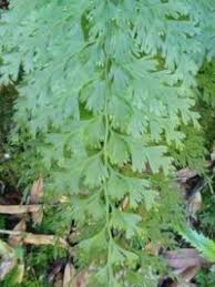 Image result for Hymenophyllaceae
