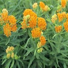 Search a wide range of information from across the web with allinfosearch.com. 13 Native Plants Sun For South Central Minnesota Ideas Prairie Planting Native Plants Plant Needs