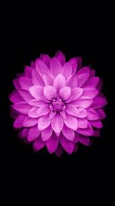 Oooooooooooooooooo Flower Iphone Wallpaper Iphone 5s Wallpaper Iphone 6 Plus Wallpaper