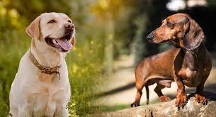 Interesting facts about the dachshund labrador mix (dachsador) | is it right for you? Dachshund Labrador Mix Is This Contrasting Mix Right For You