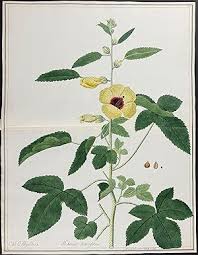 Image result for Hibiscus diversifolius