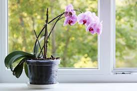 Caring for an orchid is a bit like learning to care for a cat. Orchid Care Guide How To Care For Orchid Plants Flying Flowers
