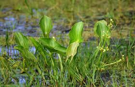 Image result for Limnophyton obtusifolium