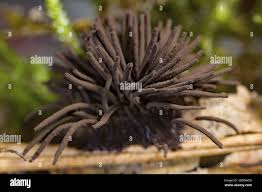 Image result for Stemonitis fusca