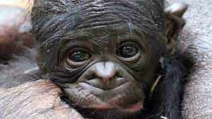 Little baby bonobo lola with her big smiles. Zoo Sucht Namen Fur Bonobo Baby B Z Berlin