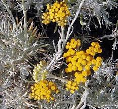 Image result for Helichrysum graniticola