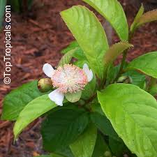 Image result for Tetracera