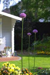Mai 2013 An Einem Schonen Sonntag Der Den Namen Auch Verdient Uberall Im Garten Offnen Sich Nach Und Nach Die Garten Gartenhaus Mit Veranda Schonen Sonntag