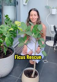 Image result for Ficus bubu