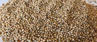 Types of millet and benefits of its consumption ...