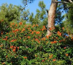 Home » plants » honeysuckle cape. Cape Honeysuckle Or Tecomaria Capensis Plant With Orange Flowers Stock Photo Picture And Royalty Free Image Image 94588820