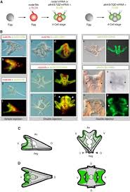 Check spelling or type a new query. A Deuterostome Origin Of The Spemann Organiser Suggested By Nodal And Admps Functions In Echinoderms Nature Communications