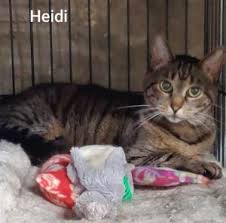 If interested, please complete the adoption application and make an appointment to meet them! Cats For Adoption Near Plainfield Ct Petfinder