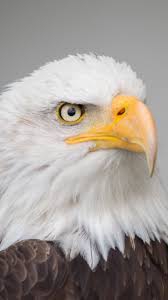 Eagle wallpaper iphone hd is the best high definition iphone wallpaper in 2021. Bald Eagle Wallpaper Iphone Android Desktop Backgrounds