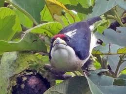 Image result for Monotes hypoleucus