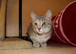 Felicity Scat Petsmart Adoption Centre Cat Photo Cat Adoption Adoption Center
