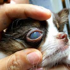 Puppy dog eyes are achieved by the laom raising the inner eyebrows, in some cases quite dramatically. Corneal Ulcer In Dogs Cats Eye Ulcers Treatment