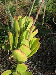 Image result for Cotyledon barbeyi