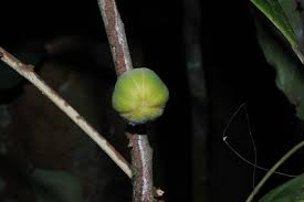 Image result for Uvariodendron