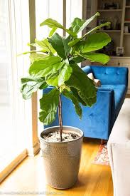 We did not find results for: How To Care For A Fiddle Leaf Fig Tree Handmade In The Heartland
