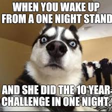 10 Year Challenge Cat And Dog Memes Dog Quotes Funny Dog Quotes