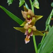 My patch of dactylorhizas is located near an expanding colony of epipactis gigantea 'serpentine night'. Willkommen Auf Meiner Homepage Orchideen Moorpflanzen De Epipactis Pflanzen