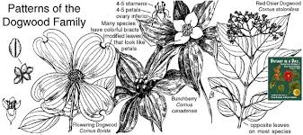 White flowering dogwood grows at a medium rate to 25' tall with a 25' spread. Cornaceae Dogwood Family Identify Plants Flowers Shrubs And Trees