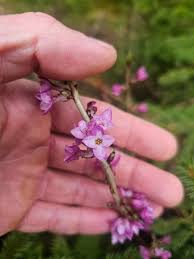 Image result for Daphne mezereum