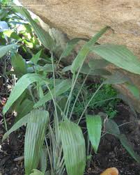 Image result for Dracaena aubryana