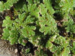 Image result for Salviniaceae