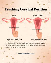 Image result for cervix position