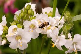 Image result for Campylospermum hiernii