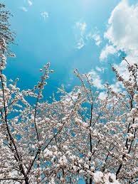 Check spelling or type a new query. 5 Fruit Trees Free Photos And Images Picjumbo