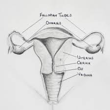Female Organs Picture Female Organs Picture The Female Reproductive Organ Female Reproductive System Anatomy Female Reproductive System Human Anatomy Drawing