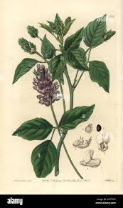 Image result for Psoralea