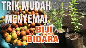 Tanam pokok buah bidara dalam pasu. Cara Mudah Menyemai Biji Buah Bidara Arab Youtube